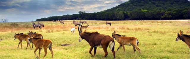 Fossil Rim Wildlife Center